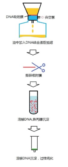 DNA提取操作流程示意图